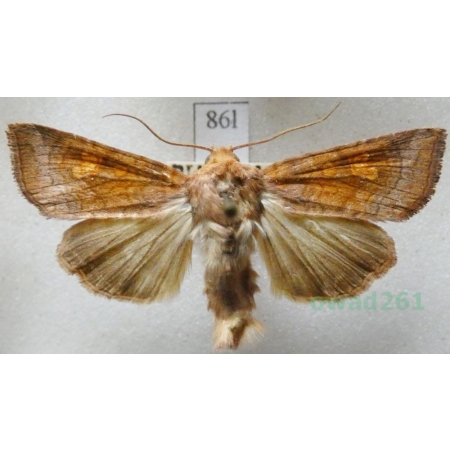 Amphipoea fucosa (Freyer, 1830) Paciepnica rdzawka Czech86l